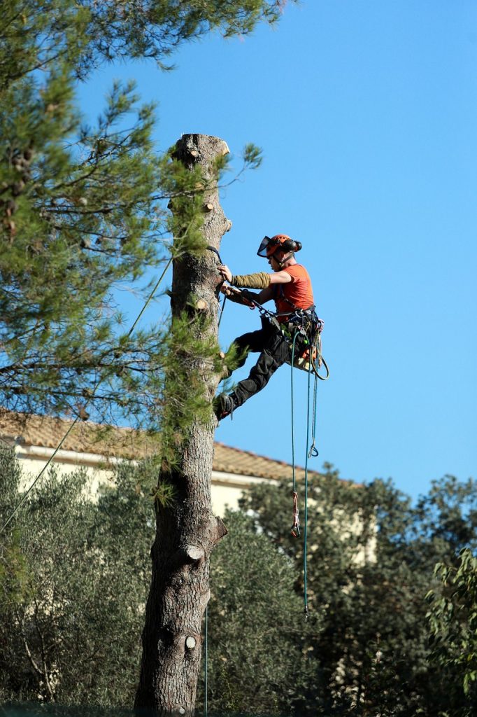 Tree services by Coles Landscaping in WInchester.