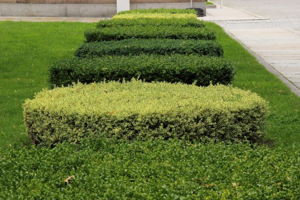 book, hedge, green, park, section, flora, trimmed, cut, hedge, hedge, hedge, hedge, hedge
